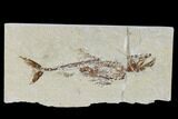 Cretaceous Predatory Fish (Eurypholis) With Pos/Neg - Lebanon #115744-2